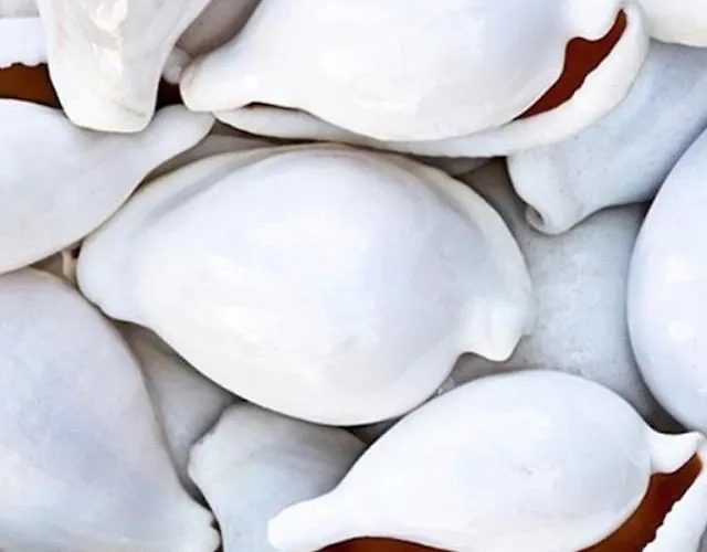 Apartament Nuovissimo Piano Terra A Due Passi Dal Mare